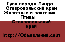 Гуси порода Линда - Ставропольский край Животные и растения » Птицы   . Ставропольский край